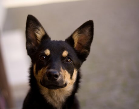 Cute pure breed pedigree australian kelpie young dog puppy posing in the city.