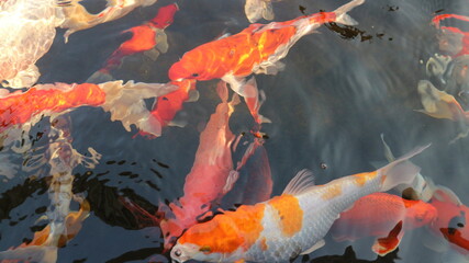 Many colorful koi fish play in the pool and wait for the party. The concept of fighting for food Decorative fish for the park area