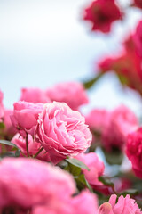 Fototapeta premium バラの花