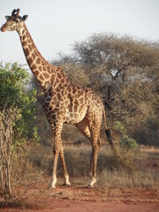 Giraffe in Afrika