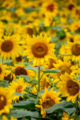 ひまわりの花　夏のイメージ