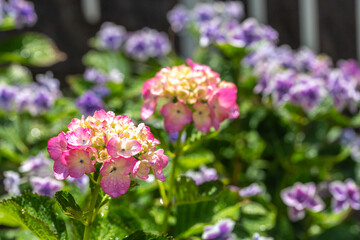 Fototapeta premium ランタナの花