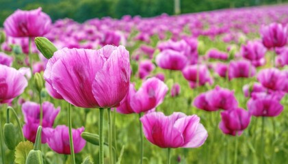 Obraz premium Pink poppies