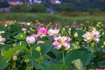 蓮の花　初夏イメージ