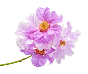 Banaba flower, Tropical flowers, Purple flowers isolated on white background, with clipping path  