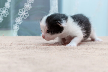 Black and white newborn kitten opened eyes for the first day and learns to crawl