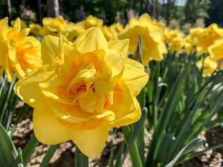 Yellow flowers in the garden