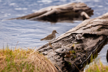 Little sandpiper in the swamp