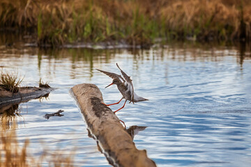 Sandpiper landing on a floating log