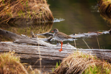 Sandpiper on a log closeup