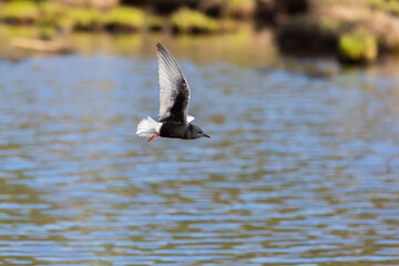 White-winged Black Tern in flight