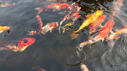 Many colorful koi fish play in the pool and wait for the party. The concept of fighting for food Decorative fish for the park area