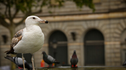 A beautiful seagull close up beside a water fountain