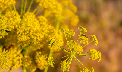 coronavirus pattern in nature - wild plant with yellow flowers - ferula communis