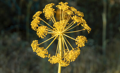 coronavirus pattern in nature - wild plant with yellow flowers - ferula communis