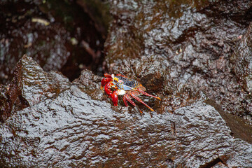Crabs orange red stones climb Galapagos 
