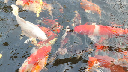 Many colorful koi fish play in the pool and wait for the party. The concept of fighting for food...