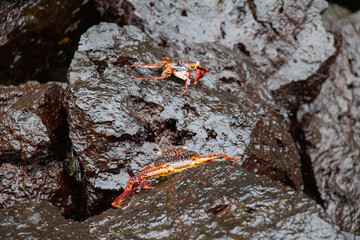 Crabs orange red stones climb Galapagos 