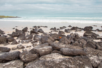 Crab on rocks Galapagos Island beach