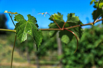 Particolari di piante di vite, foglie e tralci, in un vigneto in tarda primavera