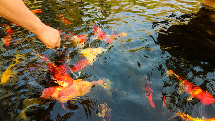 Many colorful koi fish play in the pool and wait for the party. The concept of fighting for food...