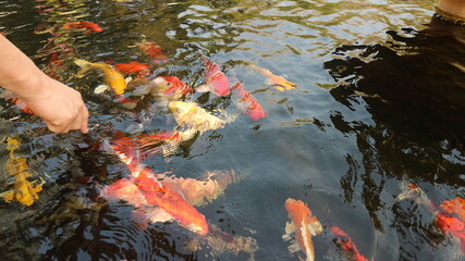 Many colorful koi fish play in the pool and wait for the party. The concept of fighting for food Decorative fish for the park area