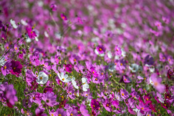 コスモス畑　秋のイメージ