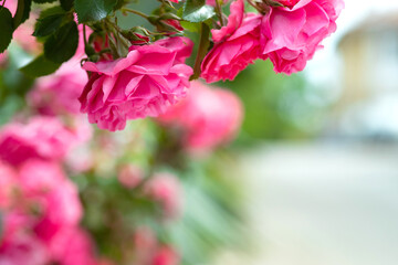 Roses. Rose bush in nature. Greeting card with roses. High quality photo.