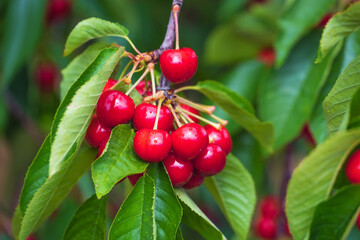 Nahaufnahme von leckeren frischen reifen roten Kirschen am Baum