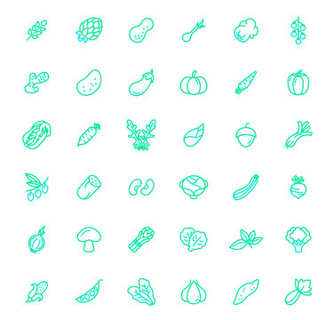Set of vegetable and veggie icons line style. It contains such Icons as grain, green onion, cabbage, potato, arugula, broccoli, lettuce, onion, zucchini, carrot and other elements.