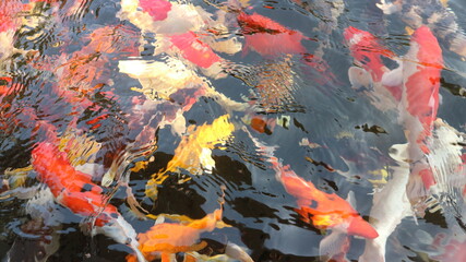 Fototapeta na wymiar Many colorful koi fish play in the pool and wait for the party. The concept of fighting for food Decorative fish for the park area