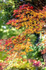 日本の紅葉　秋の和風イメージ