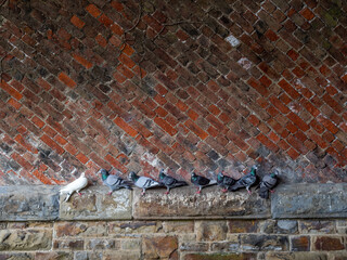 Pigeons shelter under exposed brick vault, arch roof. Timbrel, boveda ceiling. Old railway tunnel.