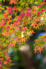Naklejka na ściany i meble 日本の紅葉　秋の和風イメージ