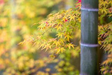 竹と紅葉　秋の和風イメージ