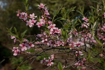 Pink flowers in the garden
