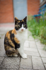 Naklejka na ściany i meble Tricolor cat sitting on the stone floor in spring garden