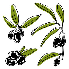 Olives on branches with leaves collection. Colorful sketch of vegetables isolated on white background. Doodle hand drawn vegetables. Vector illustration