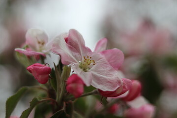 Apfelblüte im Frühling