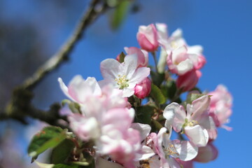 Naklejka na ściany i meble Apfelblüte im Frühling