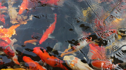 Many colorful koi fish play in the pool and wait for the party. The concept of fighting for food...