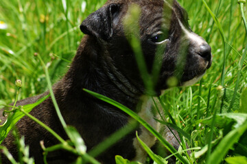 Chiot staffordshire terrier américain