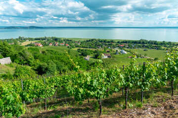 Fototapeta na wymiar beautiful view of Lake Balaton with vineyards from the Badacsony hill