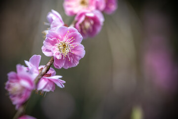 Fototapeta premium Obraz wczesną wiosną czerwona śliwka