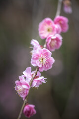 紅梅　初春イメージ