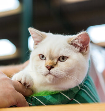 Exotic Shorthair (color-point) cat enjoying company of his owner.