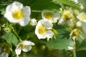 Blooming strawberry garden in the garden on a sunny evening