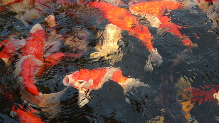 Many colorful koi fish play in the pool and wait for the party. The concept of fighting for food Decorative fish for the park area