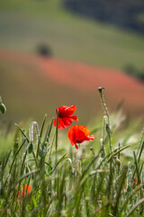 Poppies in the Summer Sunshine