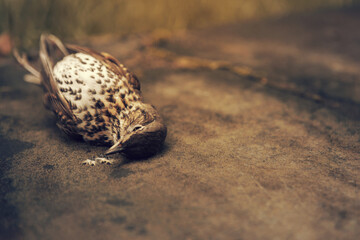 Dead bird (song thrush) death concept.